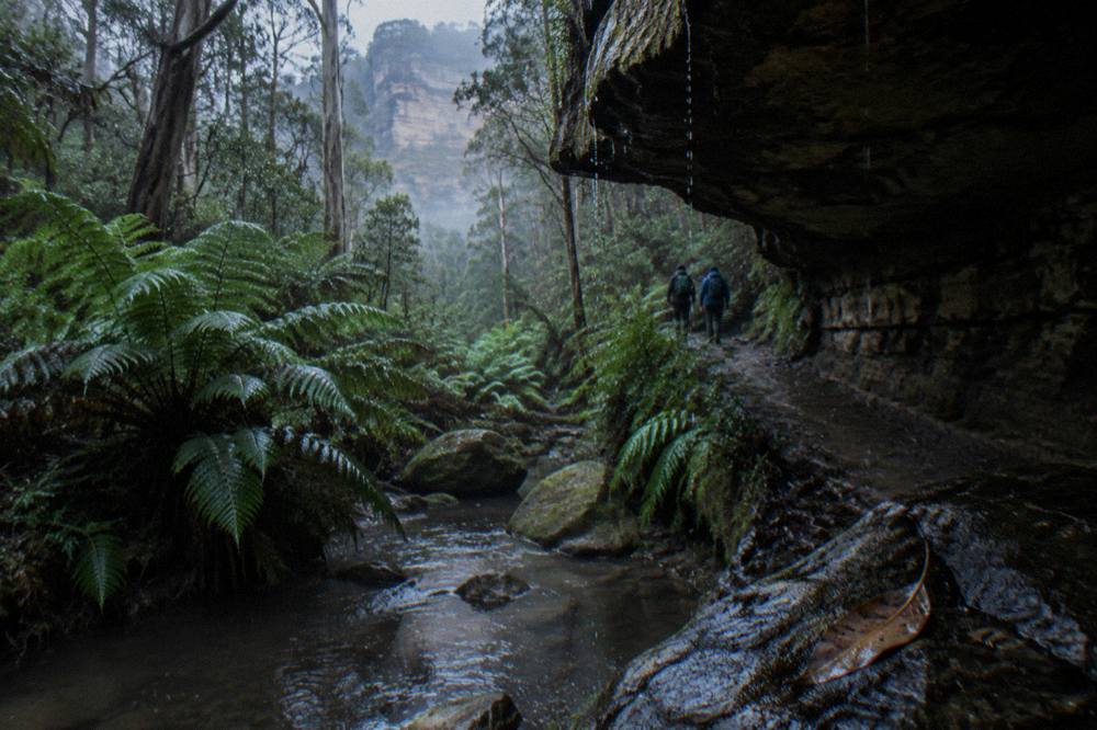 A rainforest gully in the Blue Mountains with damp rock overhangs beside a small creek at dusk