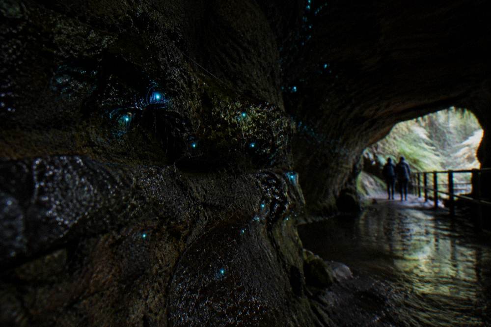 A cluster of tiny blue-green lights on a dark wet rock surface inside a cave