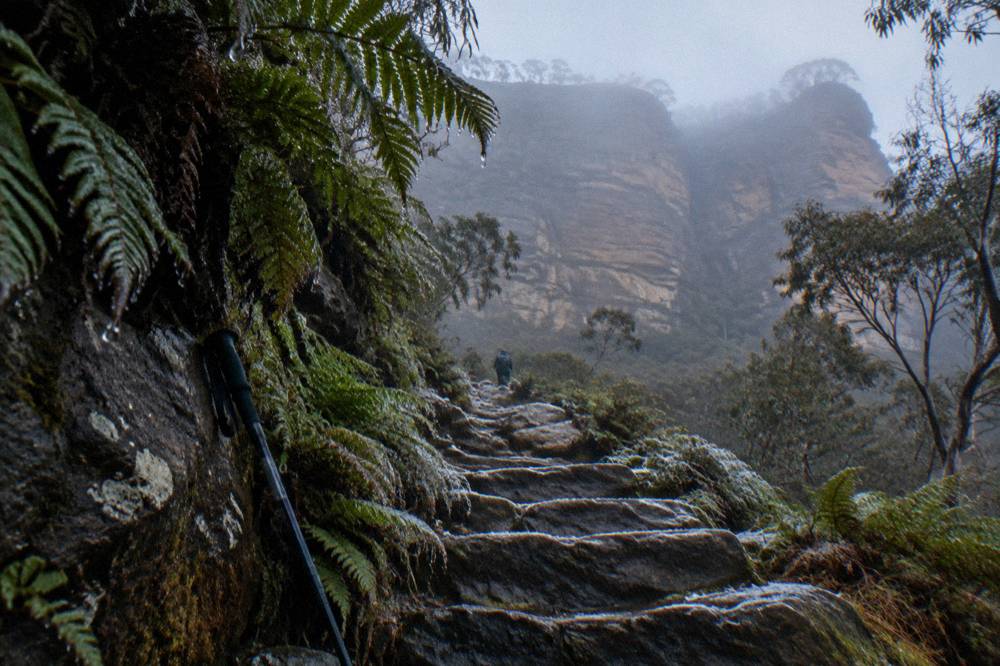 Bushwalking track with stone steps descending through ferns toward a sandstone gorge