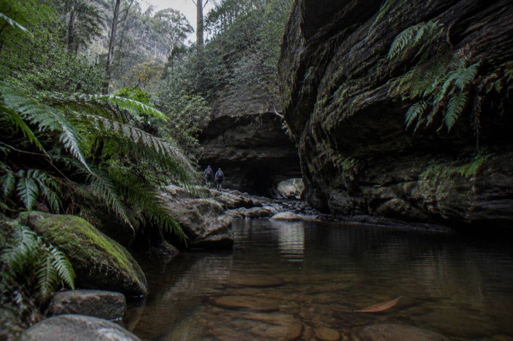 A mossy rainforest gully in the Blue Mountains with a shallow creek running between dark sandstone walls