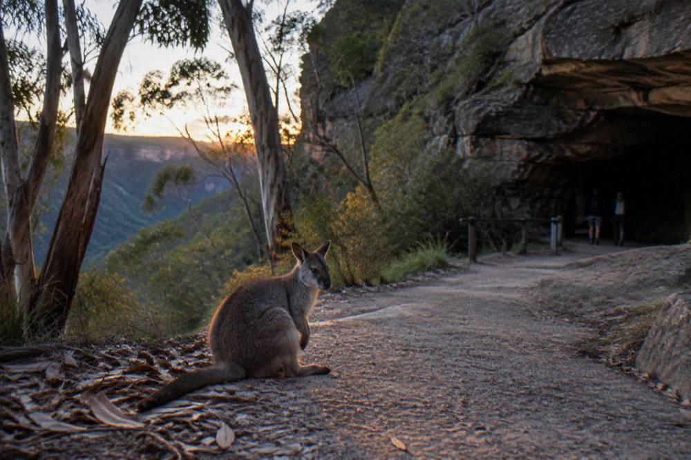 A rock-wallaby resting on a forest path near cave entrances at dusk