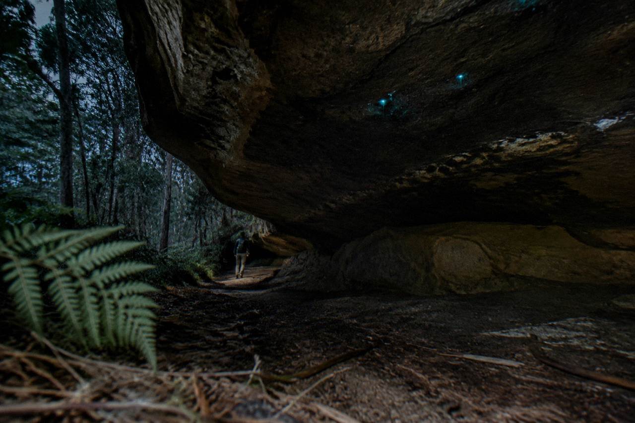 A dark eucalyptus forest at night with a faint blue-green glow along a damp sandstone overhang