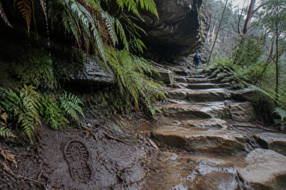A narrow stone path descending through ferns toward a rock overhang