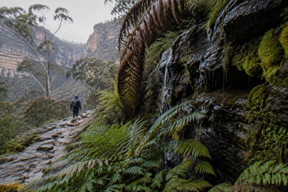 Rainforest ferns and moss in a sheltered canyon in Wollemi country