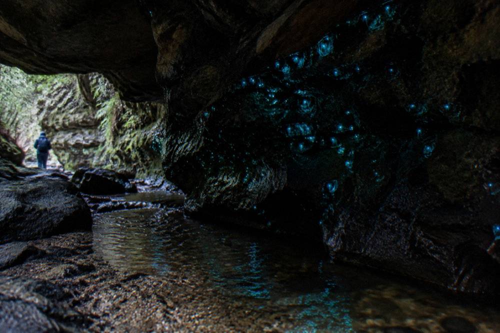 A glowing blue-green cluster of tiny lights on a dark cave wall above a trickling stream
