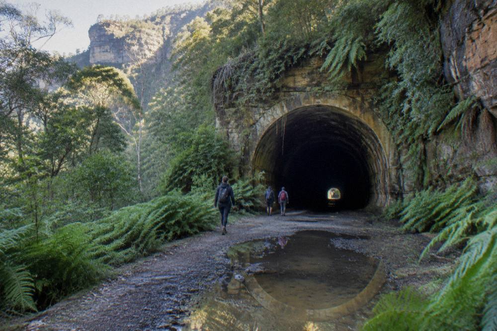 A curved abandoned railway tunnel entrance surrounded by green ferns and sandstone cliffs