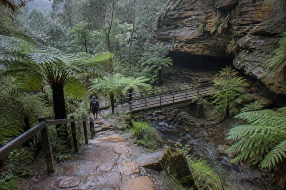 Stone steps descending through fern gully forest on the track to the glow worm tunnel