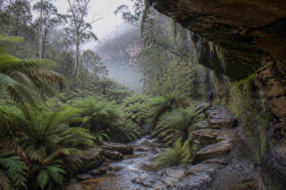 Sandstone cliff overhang above a rainforest gully with moist rock walls and ferns in low light
