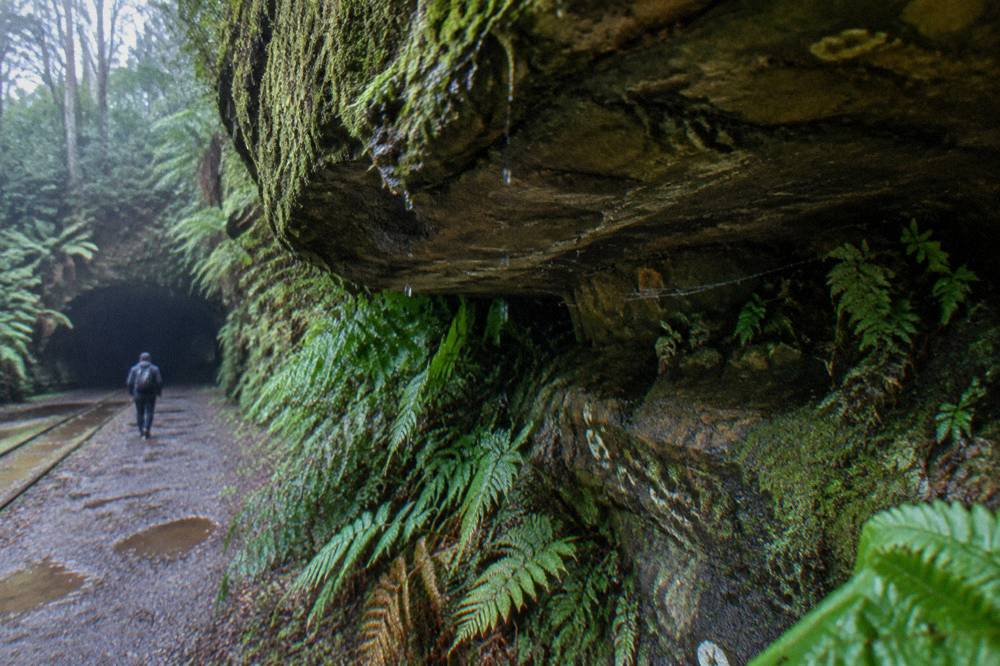 Close view of a damp rock overhang in dim rainforest light