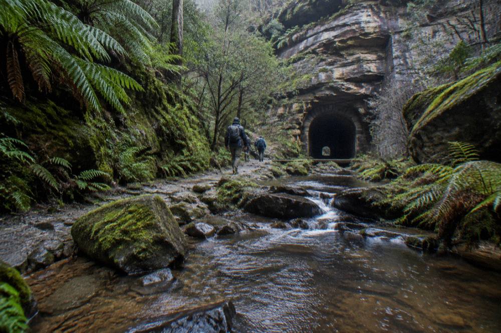 A rainforest gully in the Blue Mountains with mossy rocks and a shallow creek running through it
