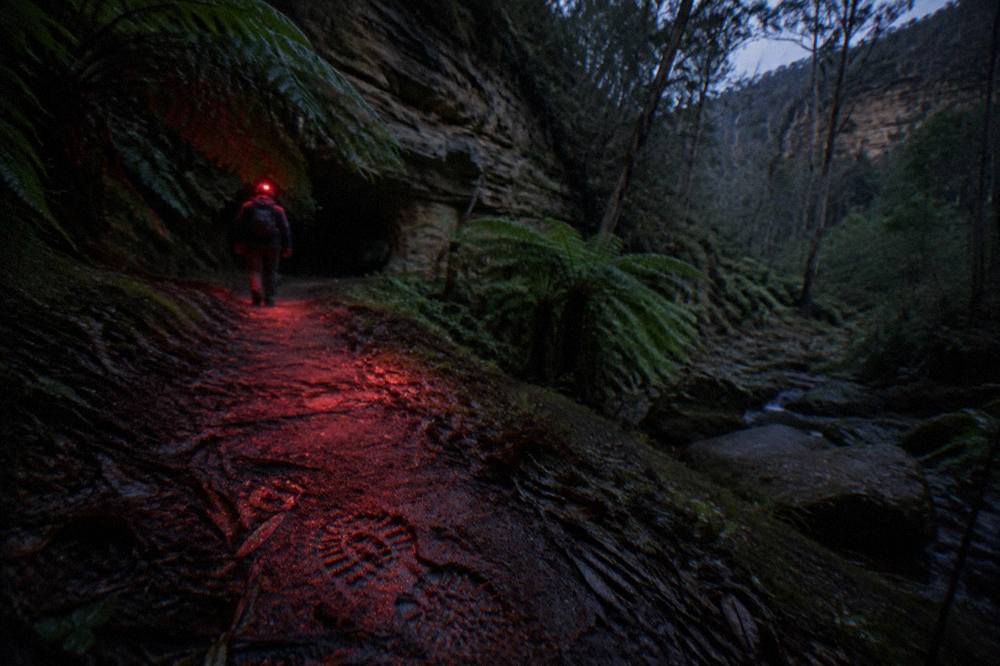 A narrow bush track at night lit by a red headlamp beam