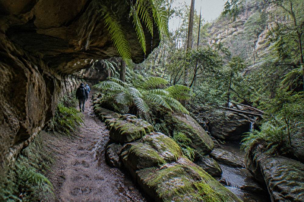 A narrow walking track through shaded rainforest gully in the Blue Mountains