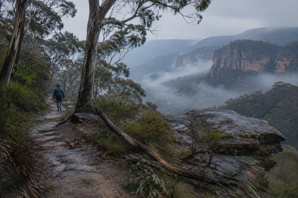 Wet eucalypt forest at dusk with mist settling between tall trees