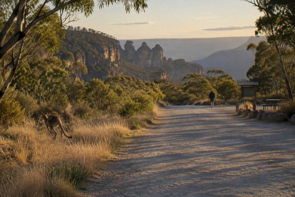 A gravel forest road winding through tall eucalypt woodland toward distant sandstone pagoda rock formations