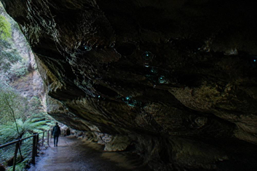 A cluster of tiny blue-green lights glowing on a damp dark rock overhang