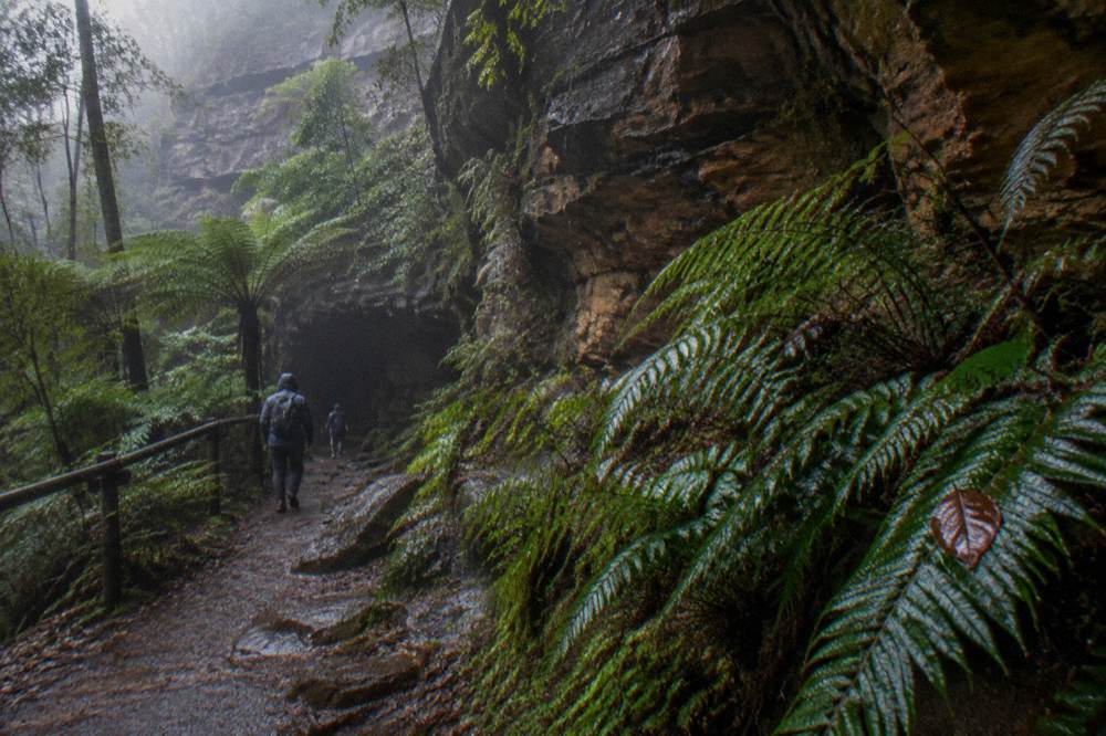 A misty rainforest gully in the Blue Mountains with damp sandstone cliffs and ferns