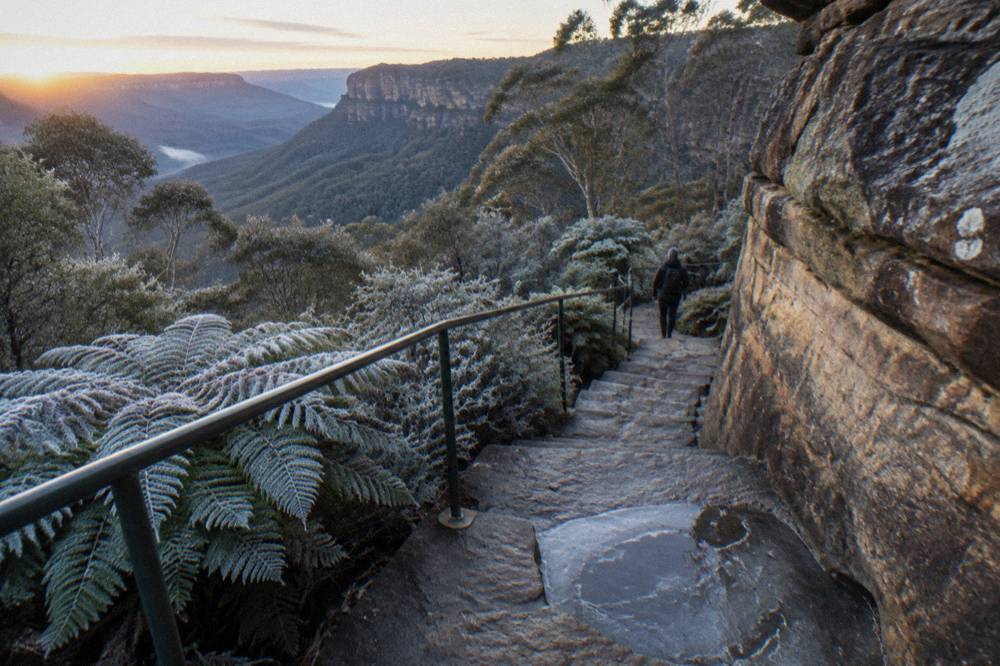 Stone steps winding down beside a cliff face with tree ferns below