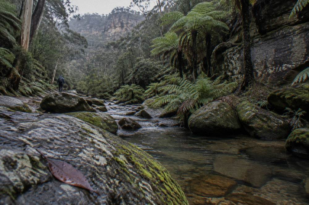 A shaded creek running between mossy rocks and tall tree ferns in a canyon