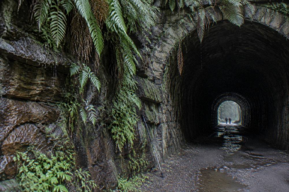 Fern-covered entrance of an abandoned railway tunnel in wet eucalypt forest