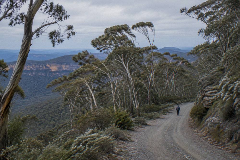 Gravel forest road curving through tall eucalypts on the Newnes Plateau