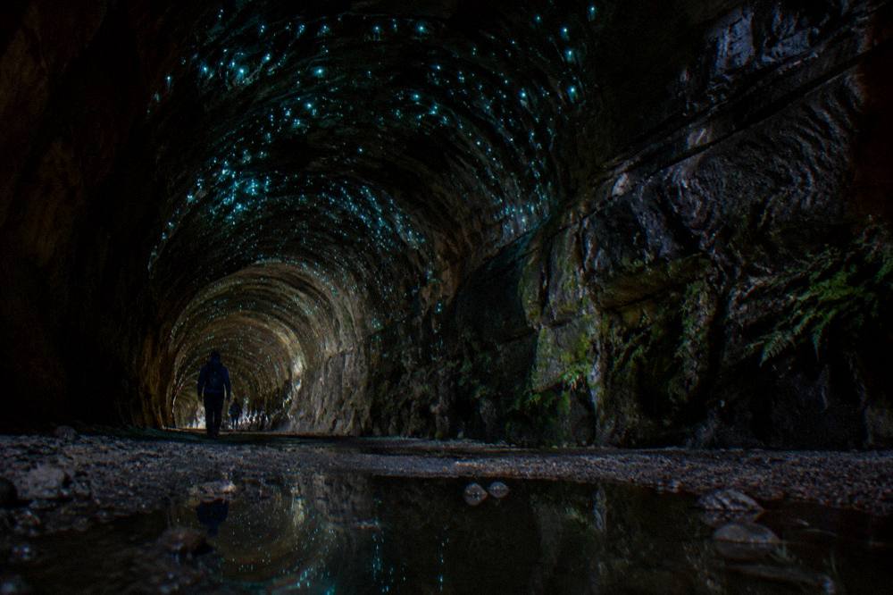 Glow worm lights scattered across the dark ceiling of a cave tunnel