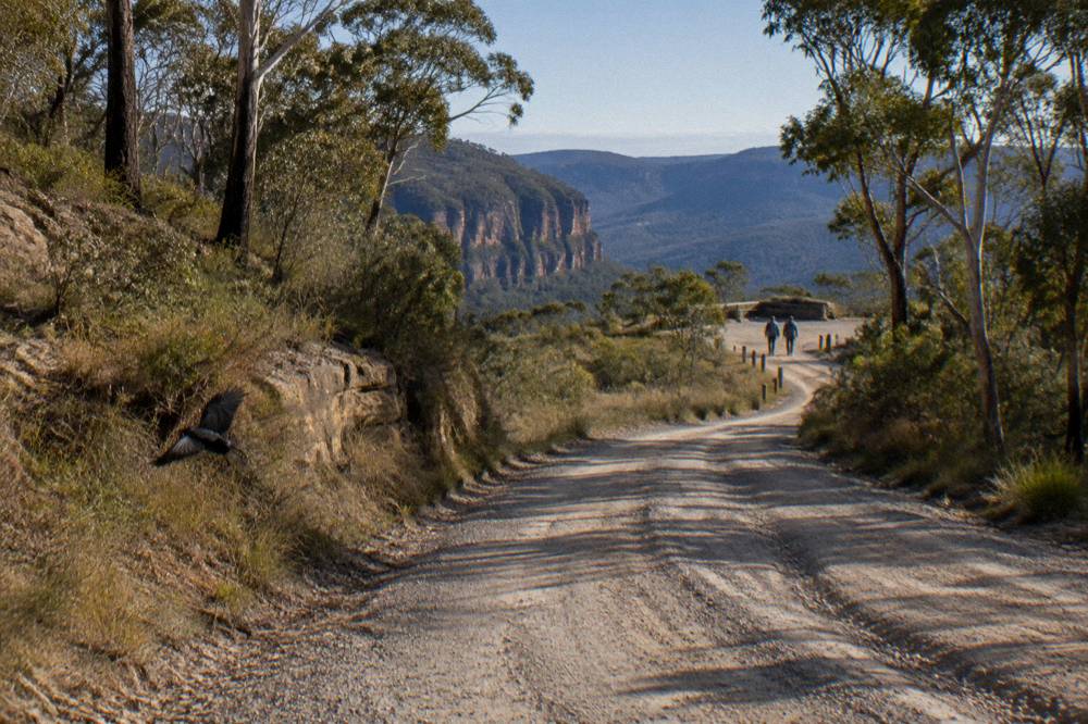 Unsealed gravel forest road winding through eucalypt woodland toward a distant carpark