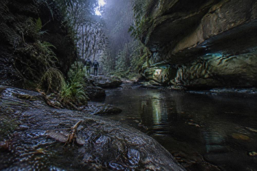 A damp rock ledge in a rainforest gully with faint blue-green lights along the overhanging stone.