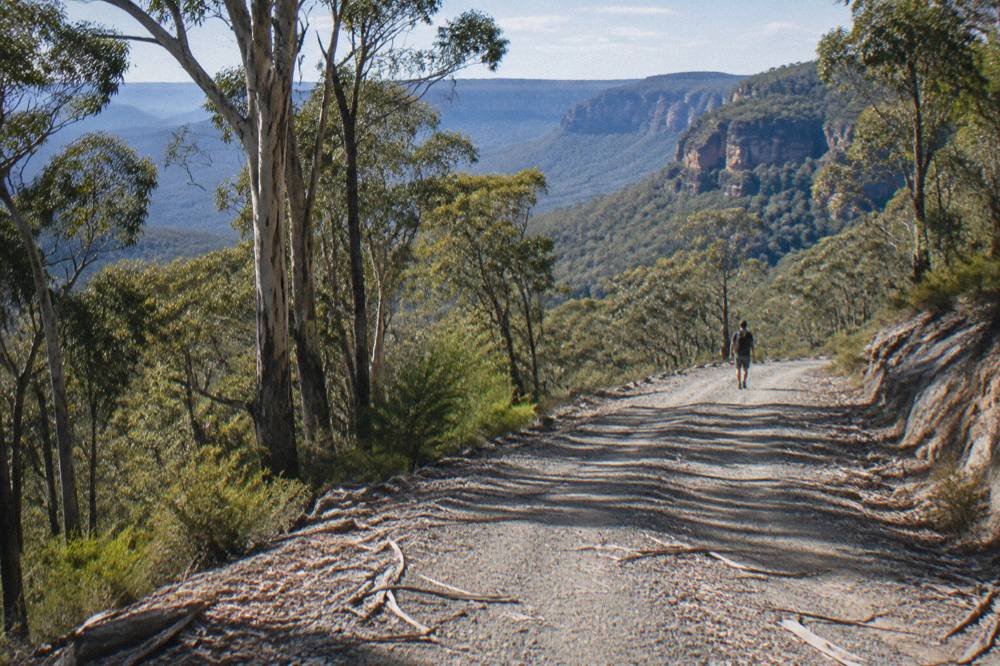 A gravel forest road winding through tall eucalypt woodland on the Newnes Plateau