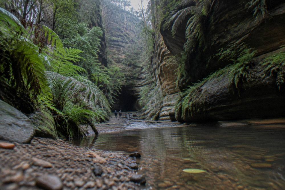 Dense native forest along a sandstone canyon in Wollemi National Park